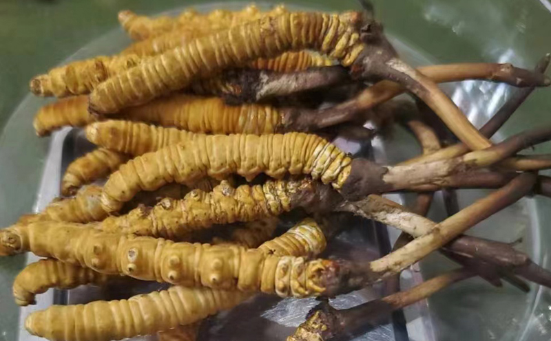 那曲新鮮蟲草圖片