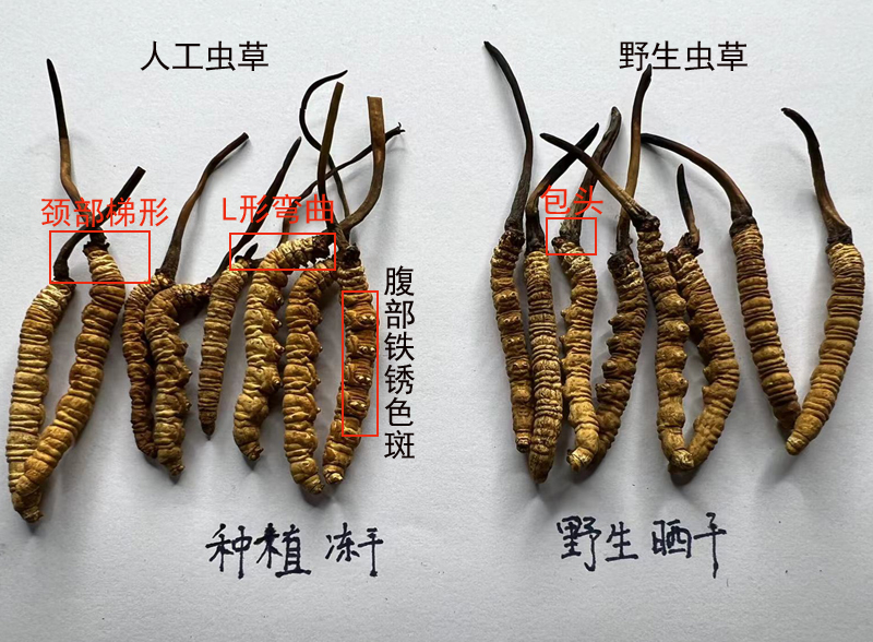 人工蟲草和野生蟲草的區別圖片