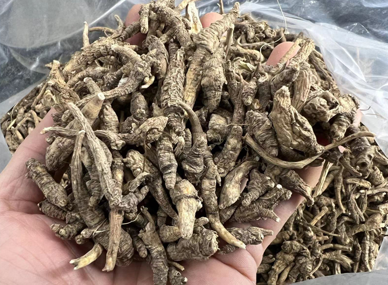 西藏小當(dāng)歸圖片