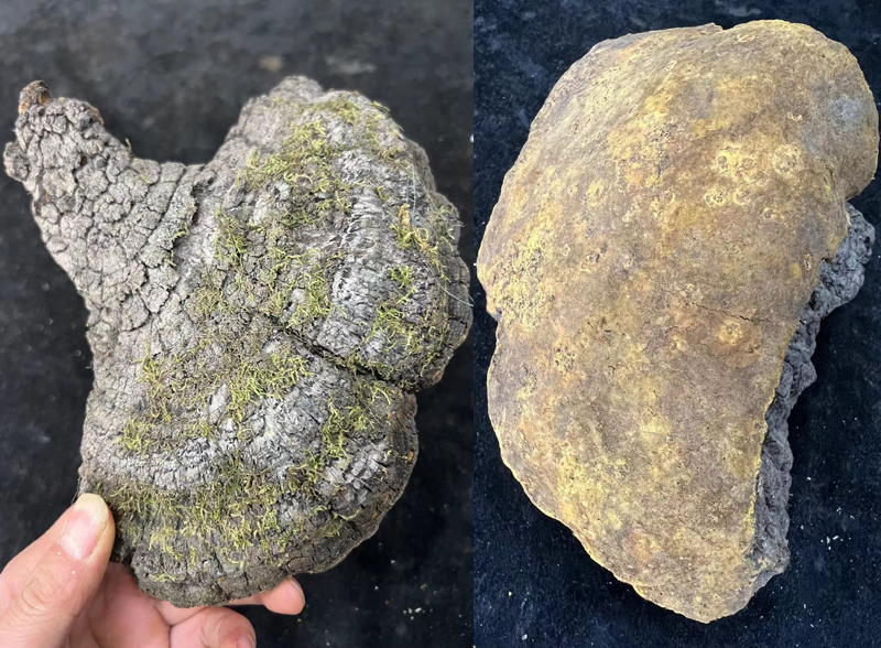 20年的野生桑樹桑黃