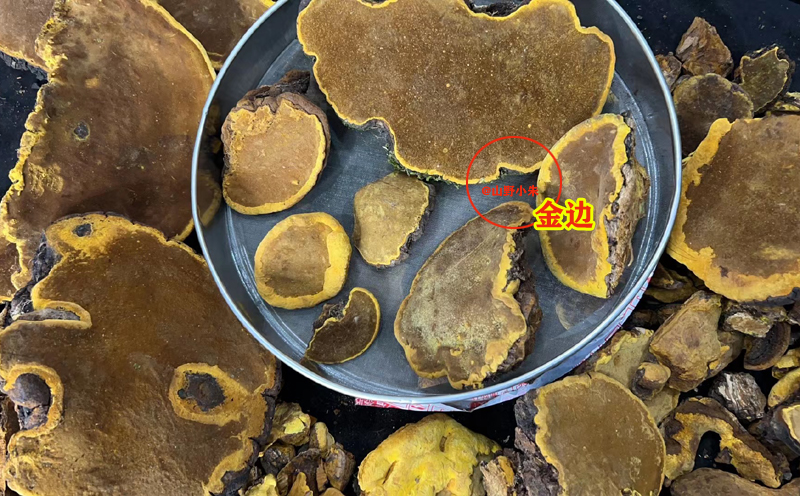 金邊明顯的野生桑黃