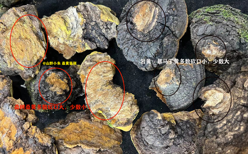 野生桑黃砍口圖片