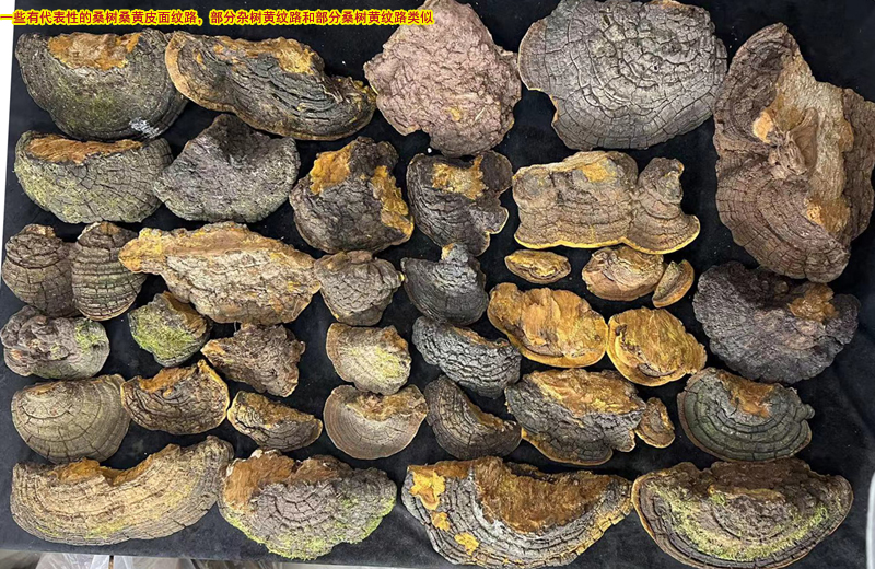 野生桑黃背面圖片