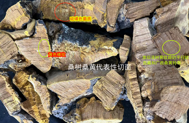 野生桑黃的切面色澤和紋路