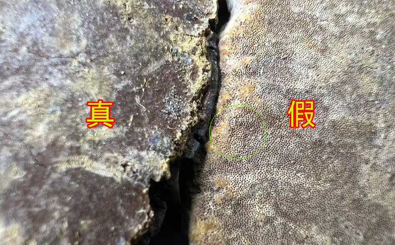 野生桑黃的菌孔