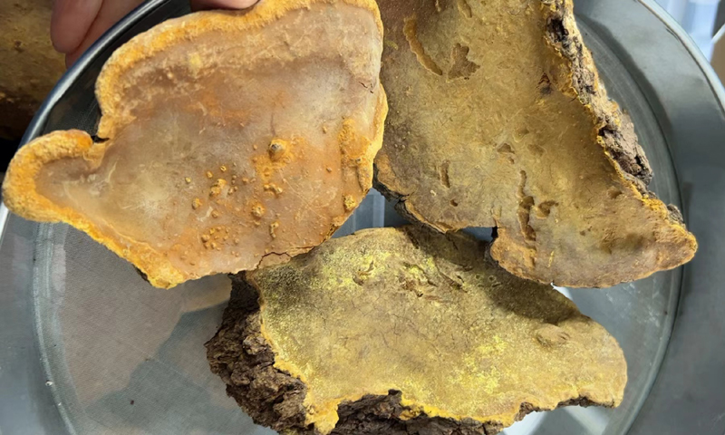 秦巴山區桑樹桑黃