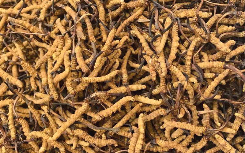 野生冬蟲夏草圖片