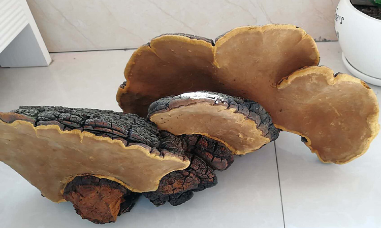 極具觀賞價(jià)值的秦嶺桑樹桑黃