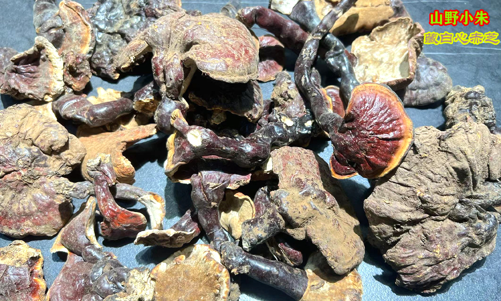 西藏白心靈芝圖片