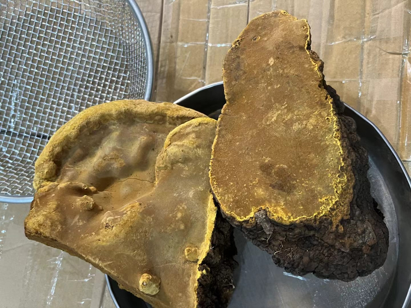 桑樹(shù)桑黃圖片