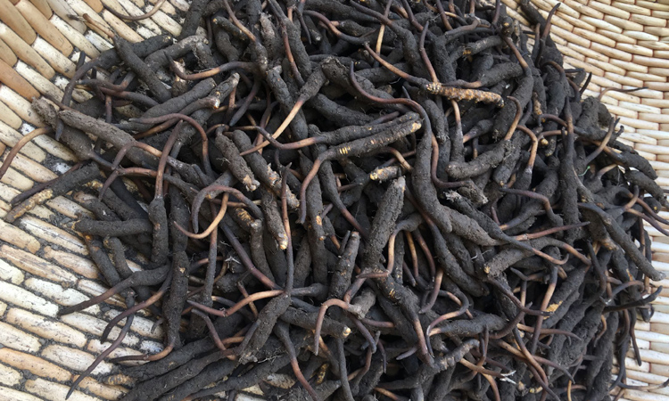 新鮮冬蟲夏草圖片