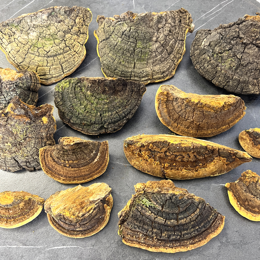 野生桑樹桑黃實物高清圖片1