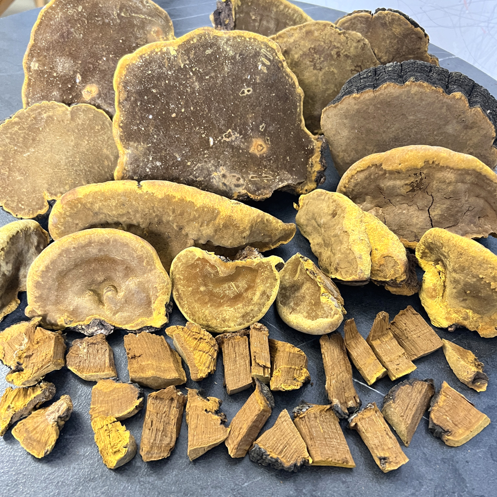 野生桑樹桑黃實物高清圖片3