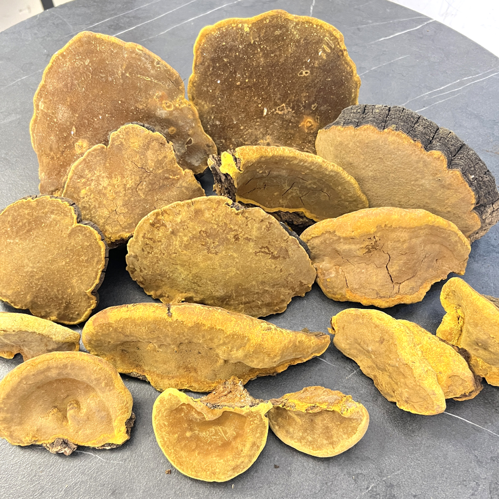 野生桑樹桑黃實物高清圖片4