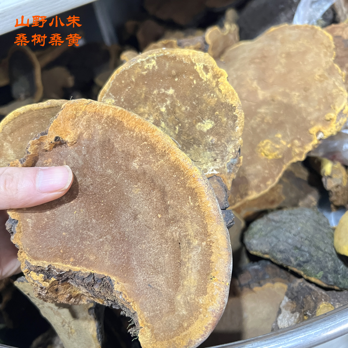 山野小朱桑樹(shù)桑黃圖片