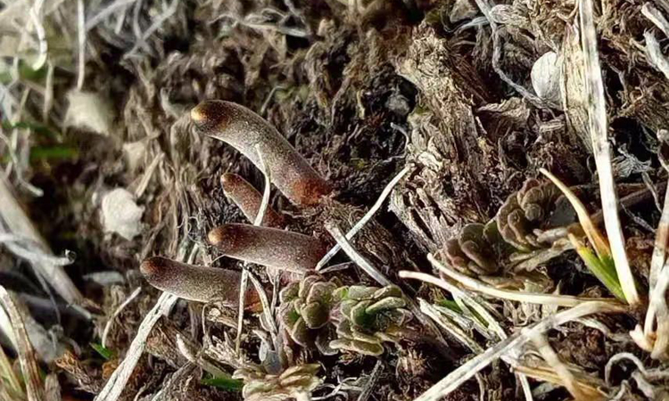 多子座蟲草葉子圖片