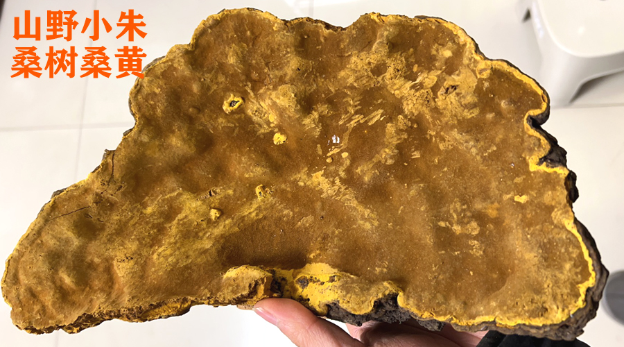 山野小朱桑樹桑黃圖片