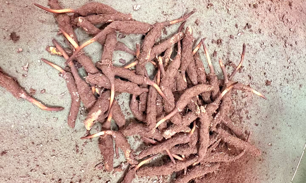 新鮮冬蟲夏草圖片