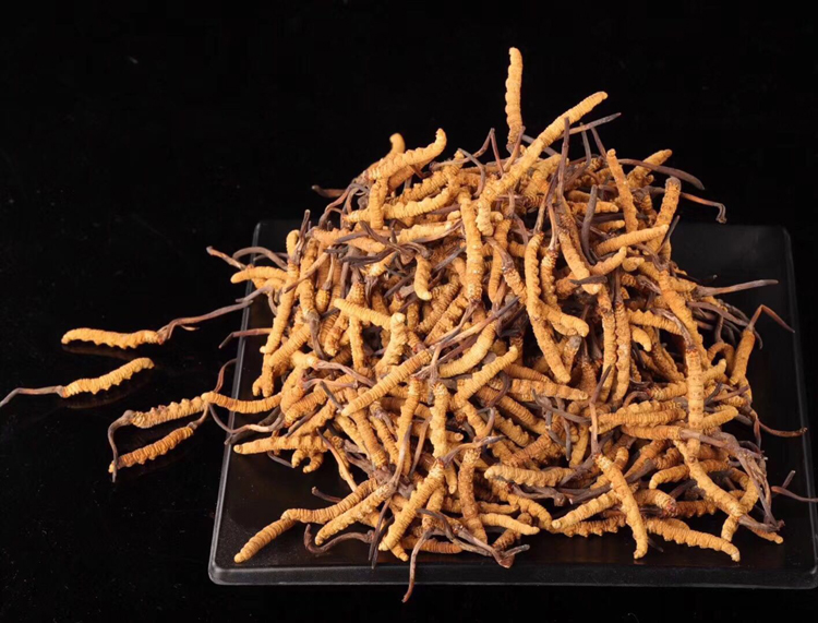 那曲冬蟲夏草擺盤素材圖片