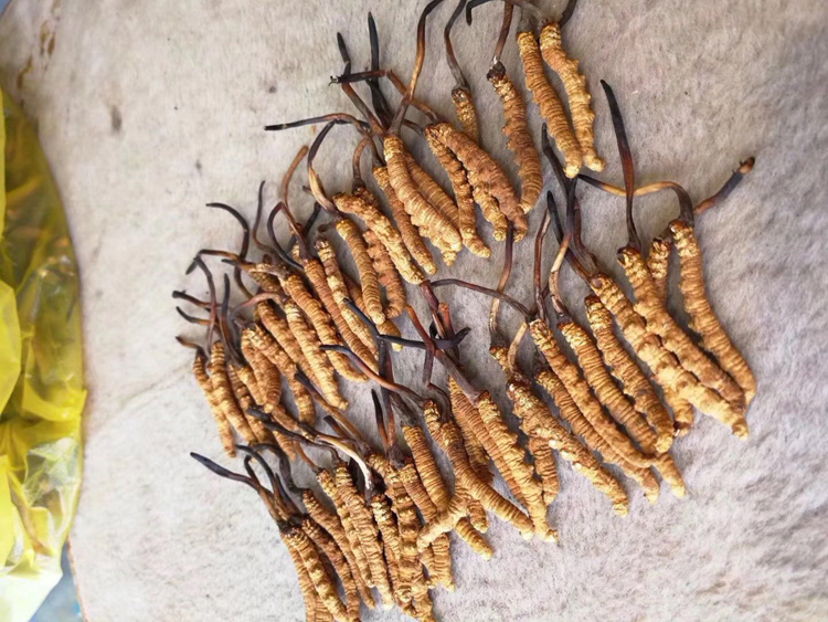 整齊排列的那曲冬蟲夏草圖