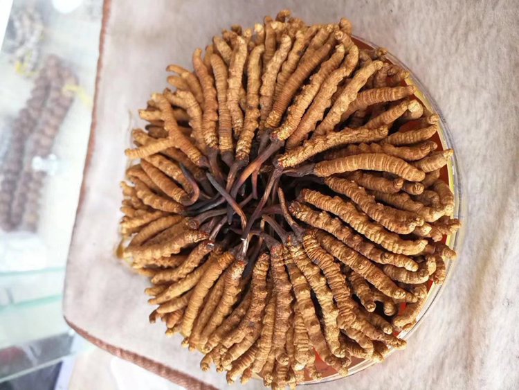 那曲冬蟲夏草擺盒素材圖片