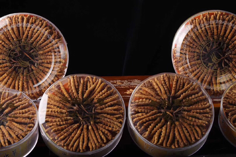 冬蟲夏草禮盒宣傳素材圖片