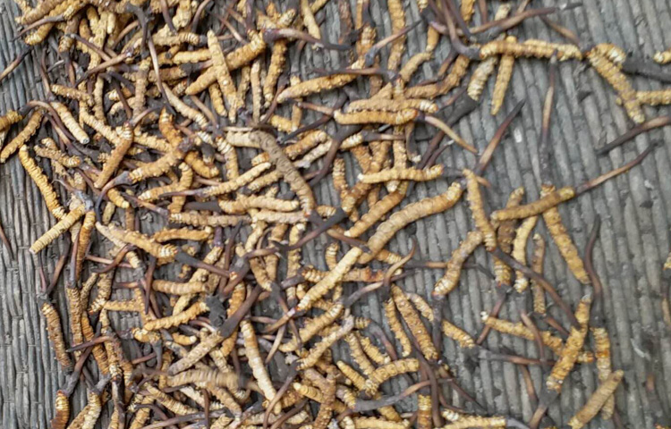 瑪曲新鮮蟲草圖片