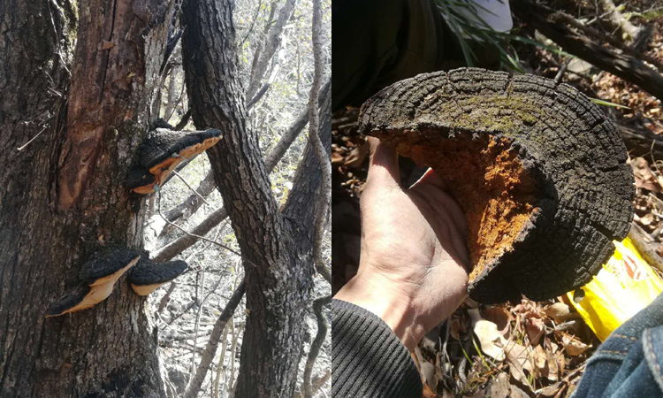 桑樹桑黃在野生桑樹上的圖片