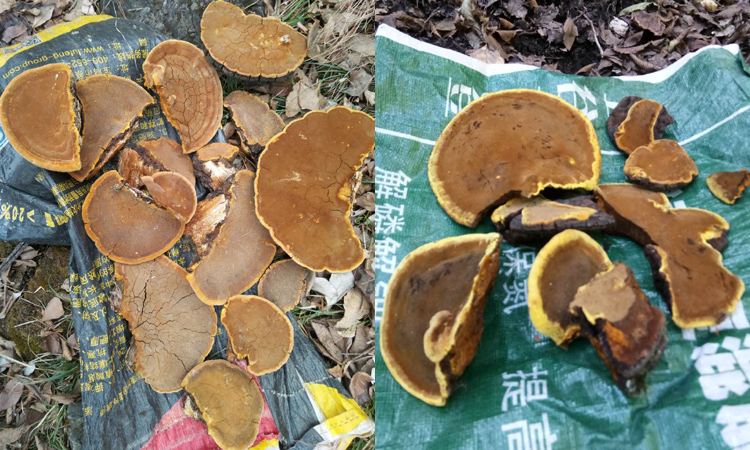 野生桑樹桑黃圖片