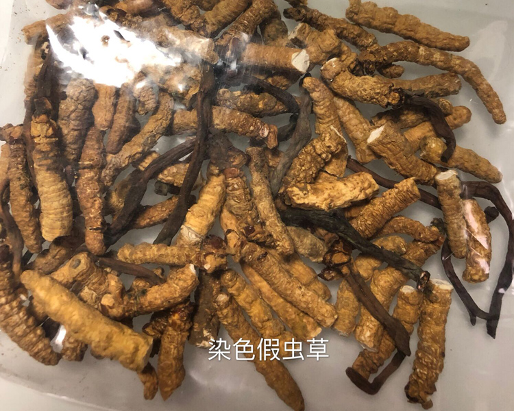 假蟲(chóng)草斷草-染色亞香棒蟲(chóng)草