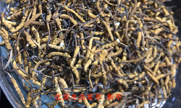 正品蟲(chóng)草斷草-那曲冬蟲(chóng)夏草