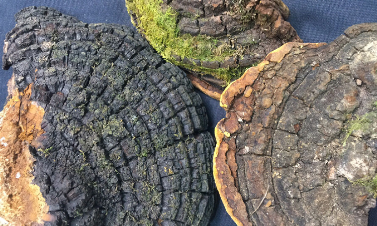 野生桑樹桑黃圖片