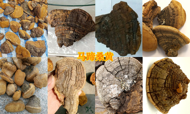 野生馬蹄桑黃圖片