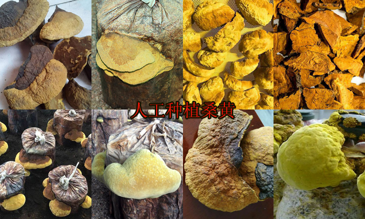 人工種植桑黃圖片