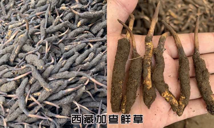 西藏加查新鮮蟲草圖片